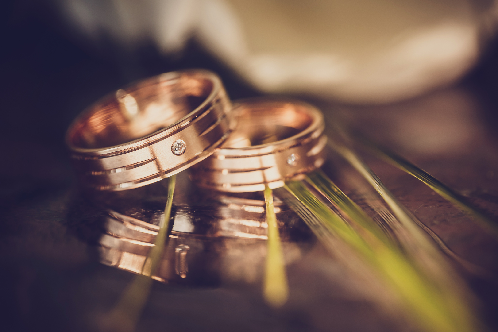 wedding concept – wedding rings and white tulips